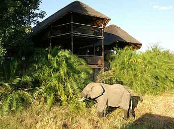Mukambi Safari Lodge: Fred, der Elefant Mukambi Safari Lodge: Fred, der Elefant