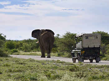 Mushara Game Drive: Reich der grauen Riesen