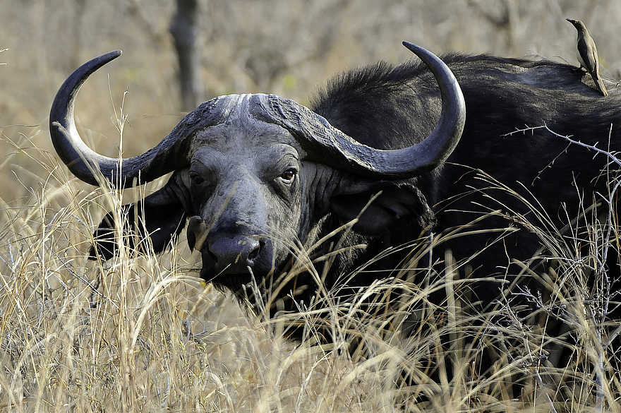 Mvuu Camp: Kaffernbüffel mit blindem Passagier Mvuu Camp: Kaffernbüffel mit blindem Passagier