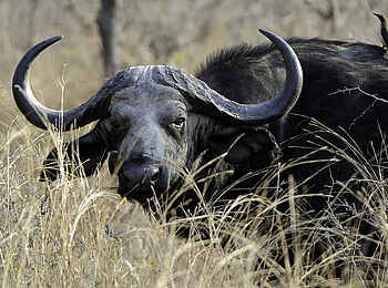 Mvuu Camp: Kaffernbüffel mit blindem Passagier