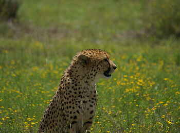 Naankuse Lodge: Gepard im Portrait Naankuse Lodge: Gepard im Portrait