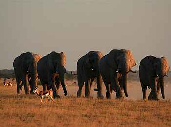 Nxai Pan Camp: Springbock und Elefanten