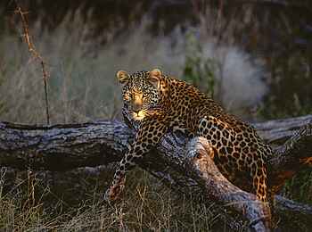 Okonjima Plains Camp: Leopard ruht sich aus Okonjima Plains Camp: Leopard ruht sich aus