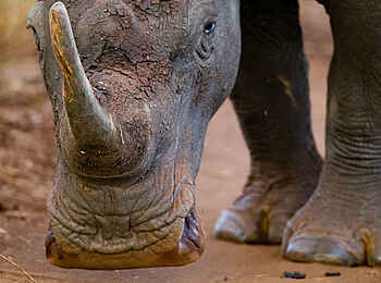 Rhino River Camp: Breitmaulnashorn Rhino River Camp: Breitmaulnashorn