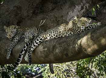 Robin Pope Safaris: Leopardensiesta