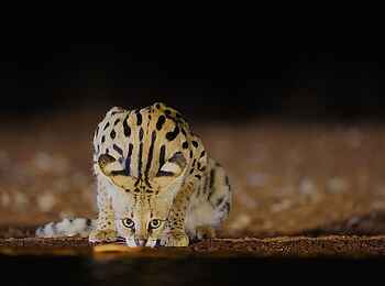 Soroi Cheetah Tented Camp: Serval bei Nacht an einer Wasserstelle