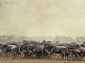 Soroi Luxury Migration Camp: Gnus und Zebras