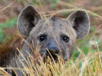 The Old House: Hyäne The Old House: Hyäne