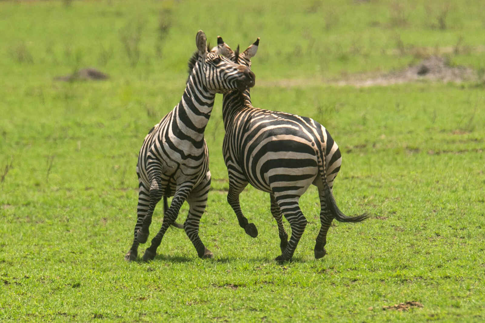 Akagera Game Lodge: Kämpfende Zebras Akagera Game Lodge: Kämpfende Zebras