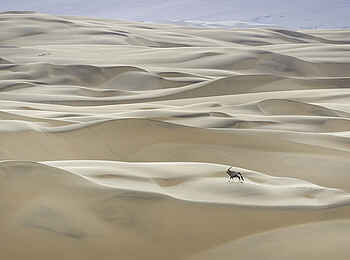 Serra Cafema: Einsamer Gemsbock auf weiter Flur