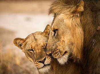Time + Tide Mchenja: Löwenpaar