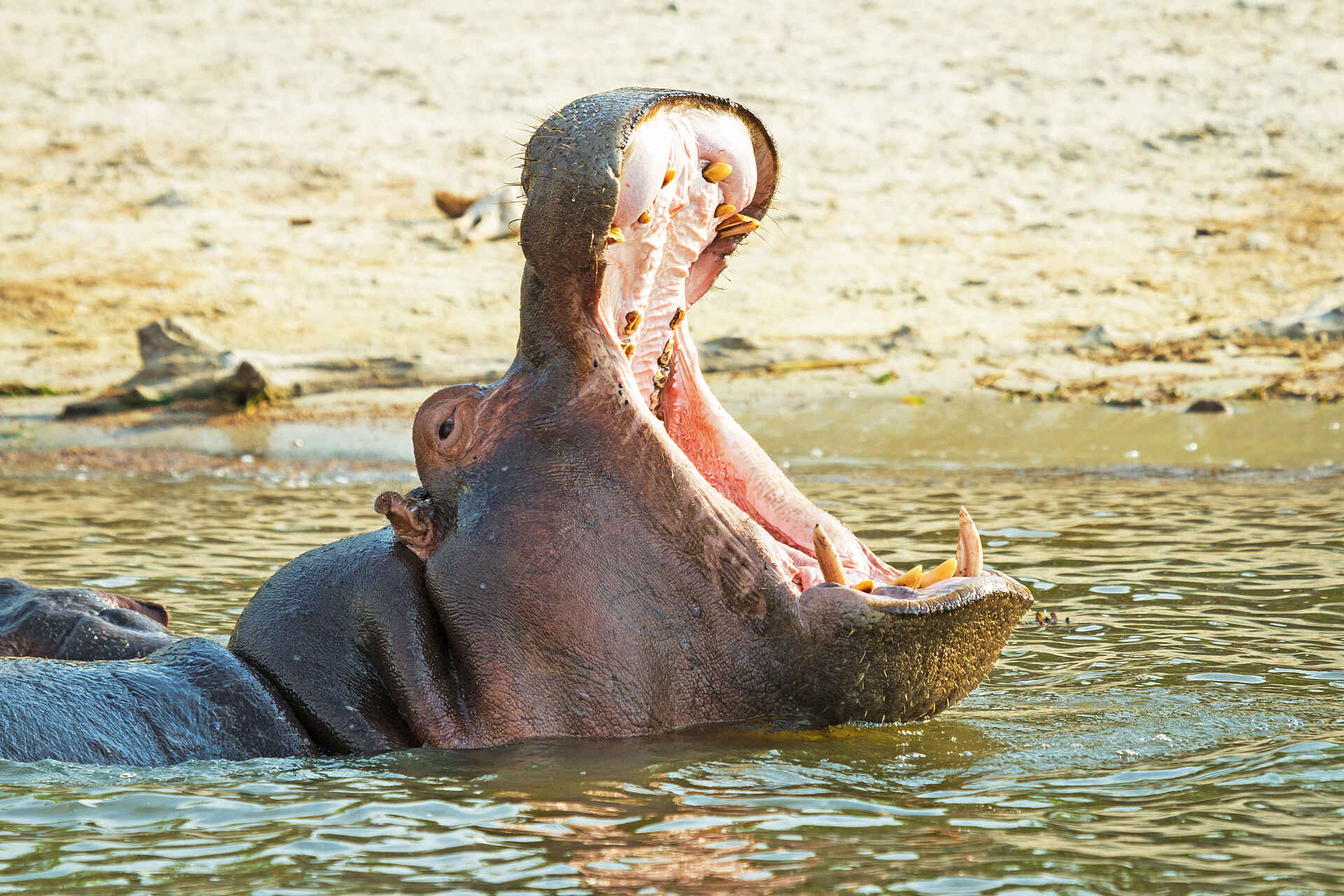 Chobe Savanna Lodge: Nilpferd