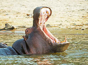 Chobe Savanna Lodge: Nilpferd