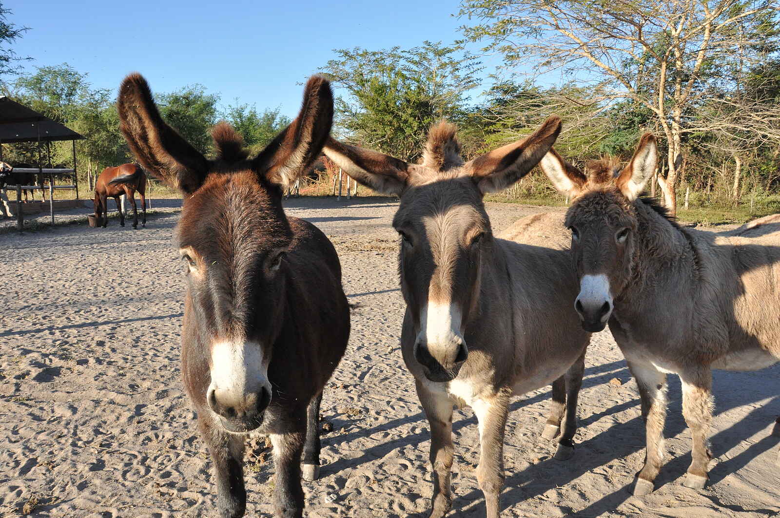 Chundukwa River Lodge: Esel Chundukwa River Lodge: Esel