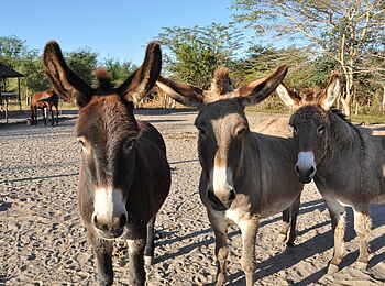 Chundukwa River Lodge: Esel Chundukwa River Lodge: Esel