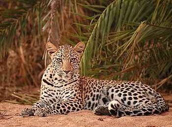 Dulini River Lodge: Leopard