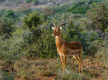 Ecca Lodge: Impala Ecca Lodge: Impala