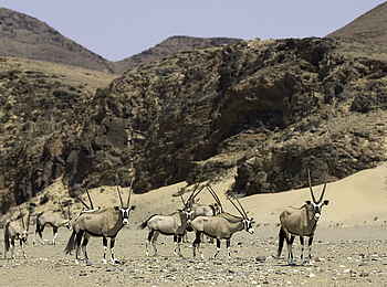 Hoanib Skeleton Coast Camp: Spießböcke vor den Hügeln Hoanib Skeleton Coast Camp: Spießböcke vor den Hügeln