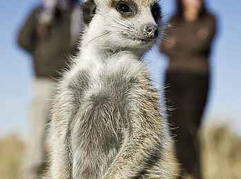 Jack's Camp: Erdmännchen