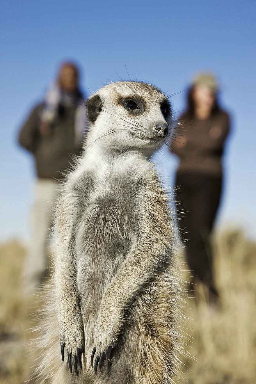 Jack's Camp: Erdmännchen Jack's Camp: Erdmännchen