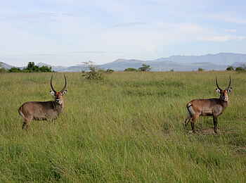 Kasenyi Safari Camp: Wasserböcke