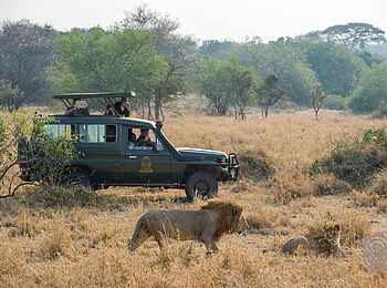Kirawira Serena Camp: Löwenbegegnung