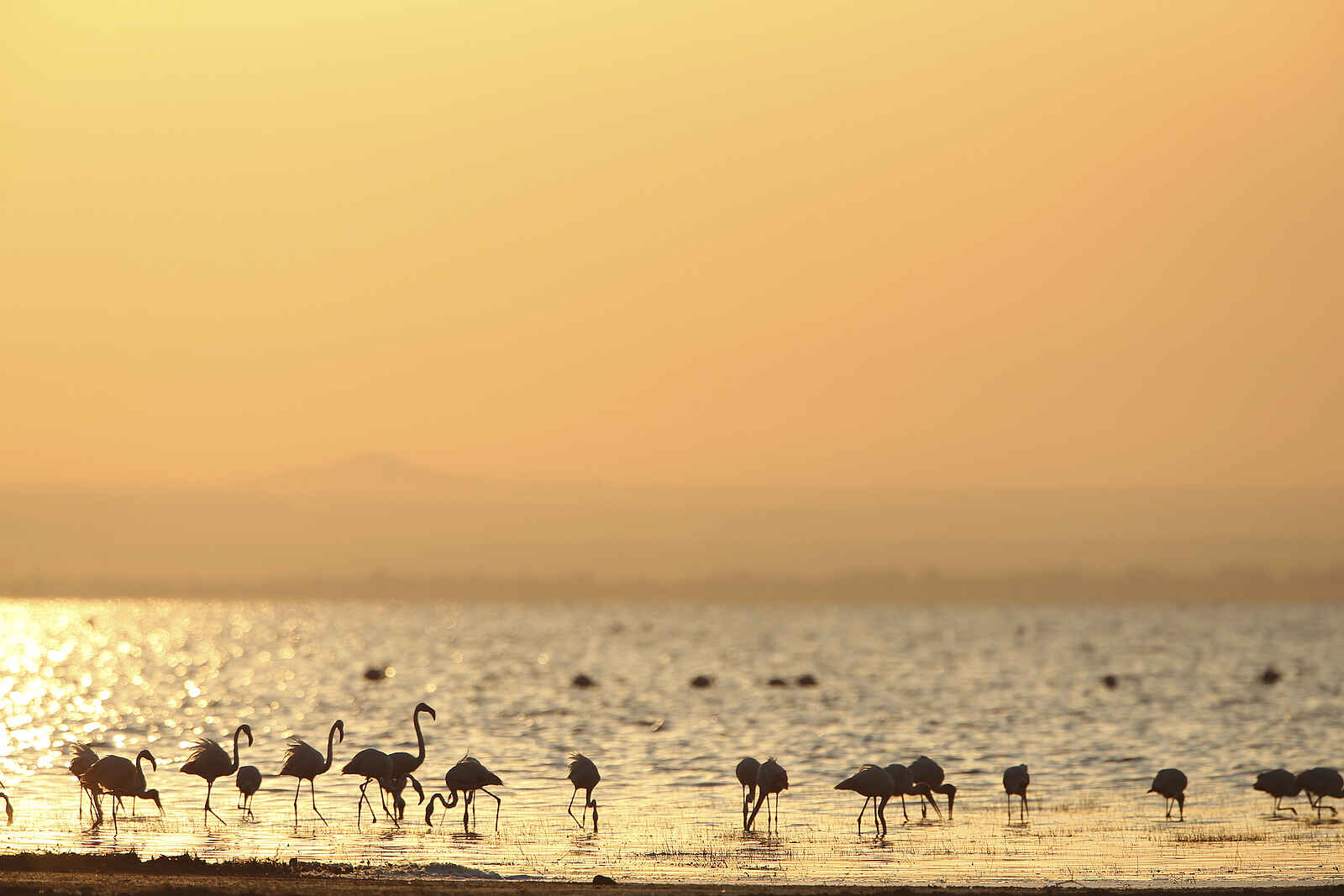 Lemala Manyara: Flamingos Lemala Manyara: Flamingos