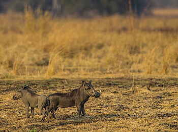 Luambe Camp: Zwei gedrungene Warzenschweine halten Ausschau Luambe Camp: Zwei gedrungene Warzenschweine halten Ausschau