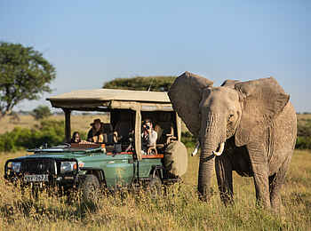 Mara Expedition Camp: Pirschfahrt mit Elefant
