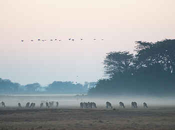 Mukambi Busanga Plains Camp: Gazellen im Dunst Mukambi Busanga Plains Camp: Gazellen im Dunst