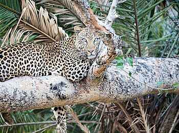 Mukambi Fig Tree Bush Camp: Ein Leopard auf Thorn Island