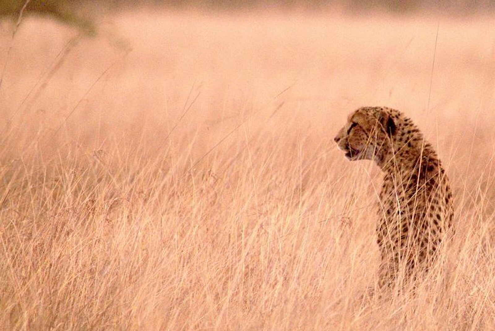 Mukambi Safari Lodge: Gepard Mukambi Safari Lodge: Gepard