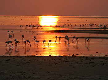Nata Bird Sanctuary: Flamingos im Sonnenuntergang Nata Bird Sanctuary: Flamingos im Sonnenuntergang