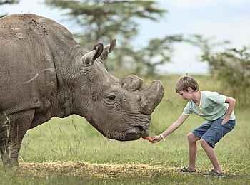 Ol Pejeta Bush Camp: Füttern eines Nashorns Ol Pejeta Bush Camp: Füttern eines Nashorns