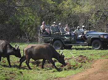 Phinda Mountain Lodge: Büffel-Beobachtung Phinda Mountain Lodge: Büffel-Beobachtung