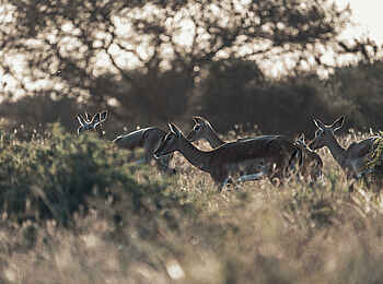Porini Amboseli Camp: Im Busch Porini Amboseli Camp: Im Busch