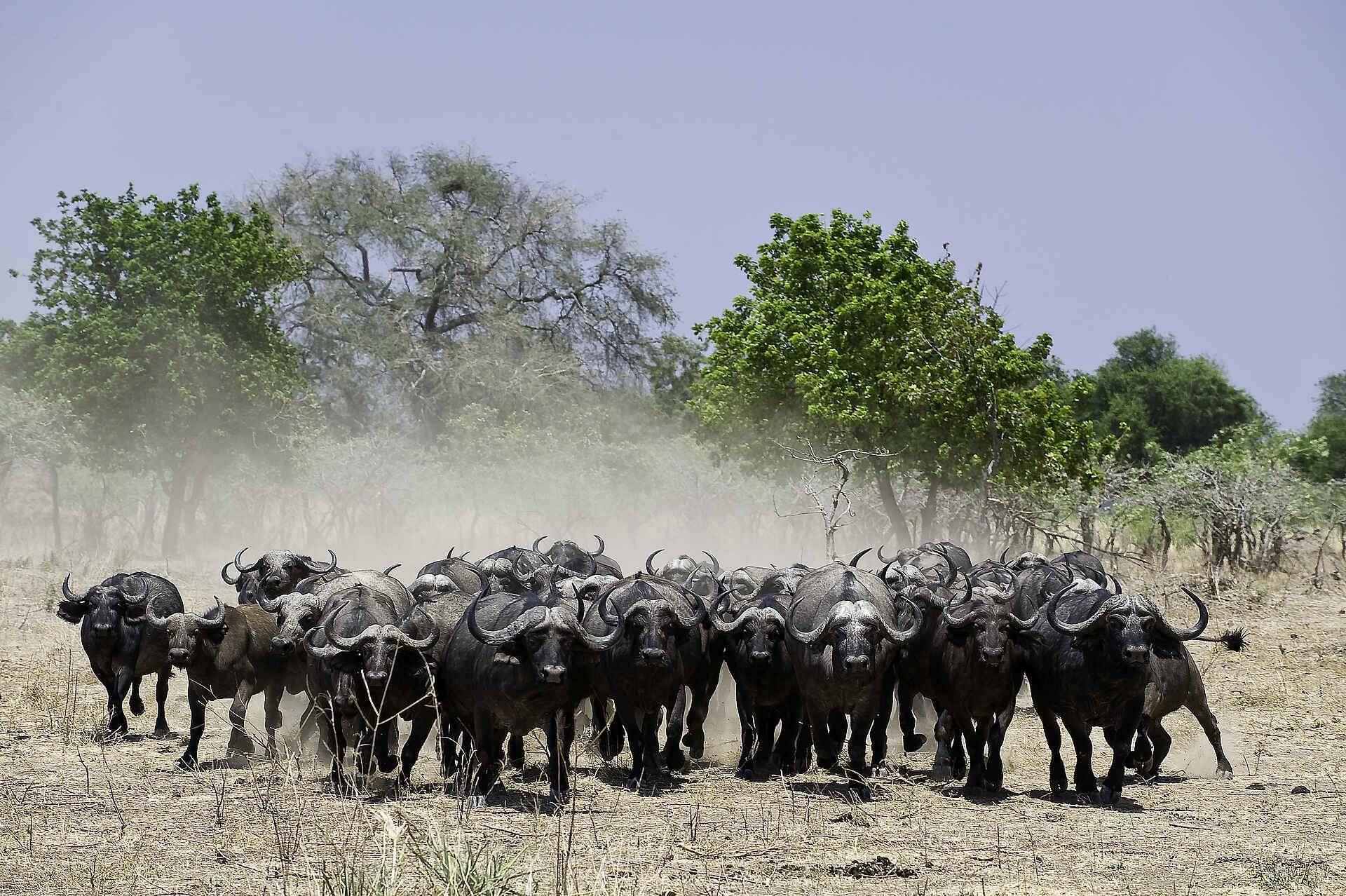mana pools ruckomechi camp, mana pools safari, ruckomechi, ruckomechi camp, ruckomechi camp bilder, ruckomechi lodge, sambesi safari, büffel, büffelherde, tiere
