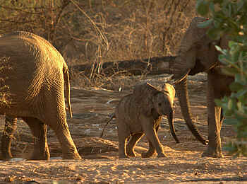 Saruni Rhino: Elefantenjunges Saruni Rhino: Elefantenjunges