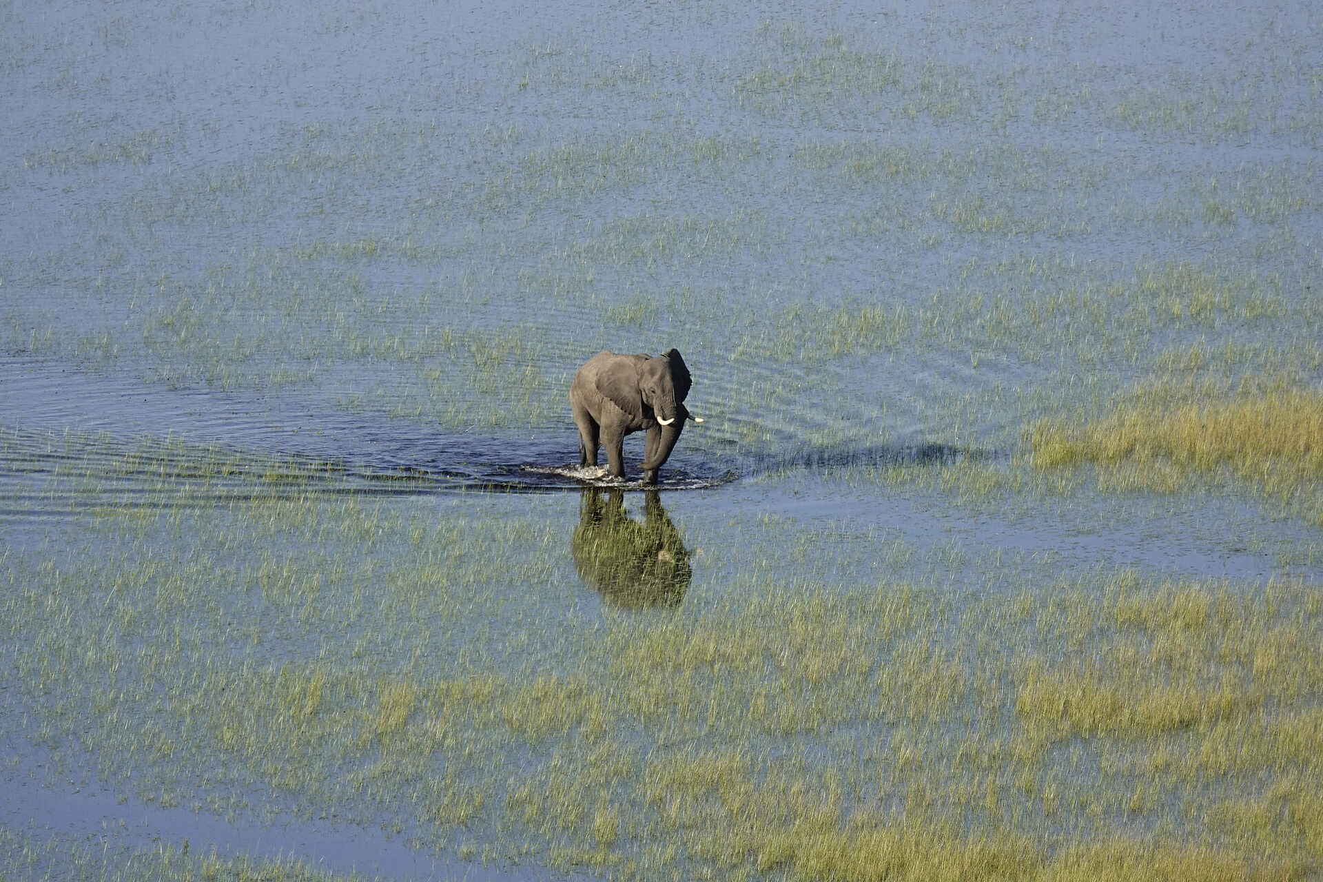 Setari Camp: Elefant aus der Luft