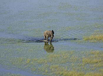 Setari Camp: Elefant aus der Luft