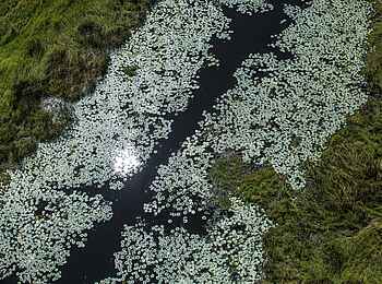 Sitatunga Private Island Suite: Blüten Sitatunga Private Island Suite: Blüten