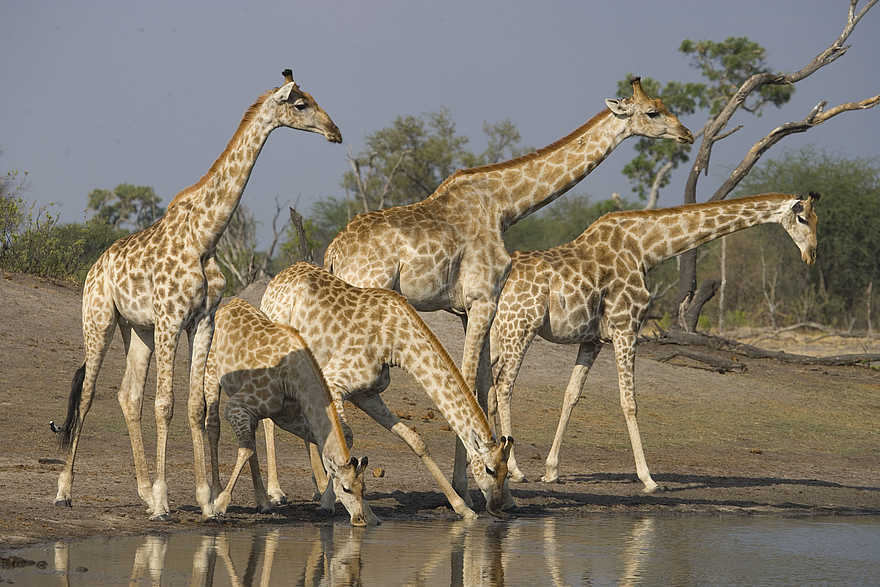 The Hide: Fünf Giraffen The Hide: Fünf Giraffen