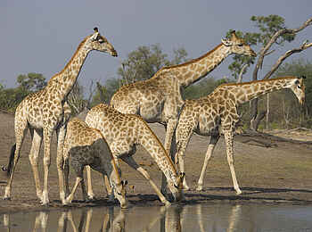 The Hide: Fünf Giraffen The Hide: Fünf Giraffen