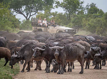 Tintswalo Safari Lodge: Eine Büffelherde