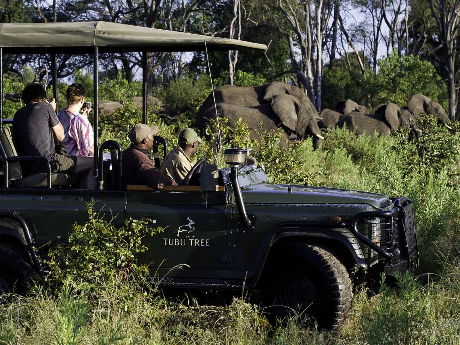 Tubu Tree: Elefantenbeobachtung Tubu Tree: Elefantenbeobachtung