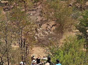 Victoria Falls Safari Lodge: Wildtierfütterung