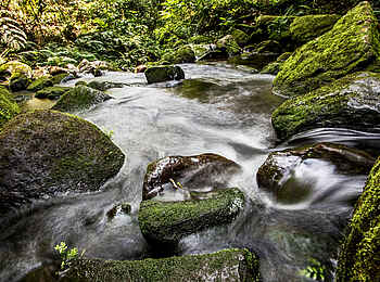 Volcanoes Bwindi Lodge: Bach im Regenwald