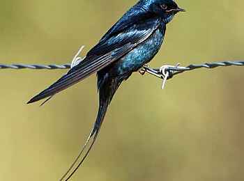 Frog and Fern Cottages: Blue Swallow Frog and Fern Cottages: Blue Swallow