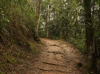 Ichumbi Gorilla Lodge: Waldweg