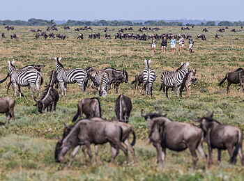 Legendary Mila Tented Camp: Walking Safari